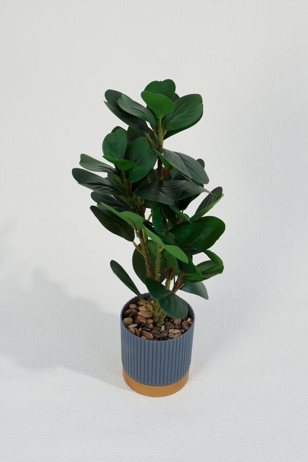 Planta Ficus 40cm COLOR UNICO image number null