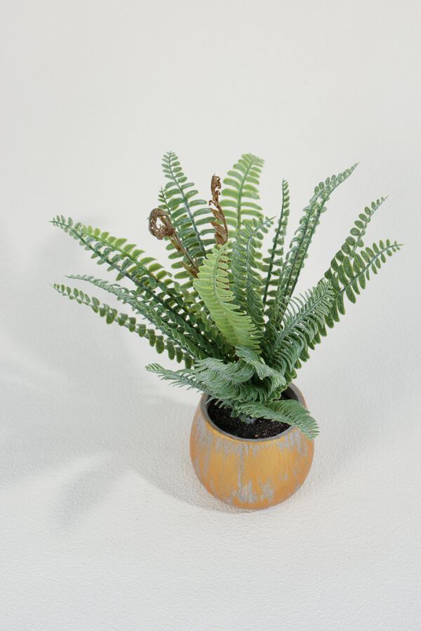 Planta Helecho Crespo 27cm COLOR UNICO image number null