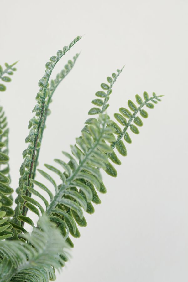 Planta Helecho Crespo 27cm COLOR UNICO image number null