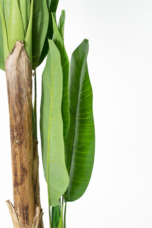 Planta BANANA TREE 180cm COLOR UNICO image number null