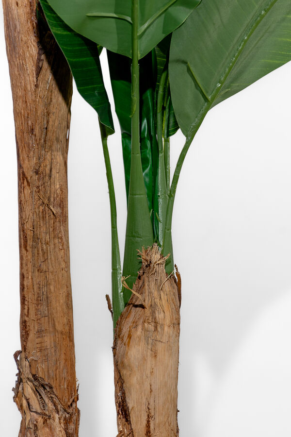 Planta Arum 150cm COLOR UNICO image number null