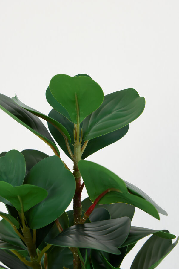 Planta Ficus 40cm COLOR UNICO image number null