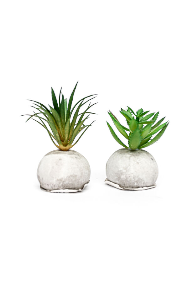 Planta Moa mini, mix COLOR UNICO image number null