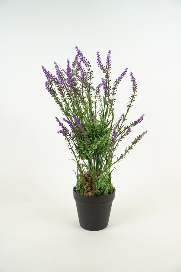Planta LAVENDER 48CM COLOR UNICO image number null