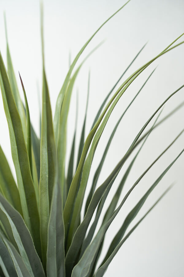 Planta Pitaya COLOR UNICO image number null