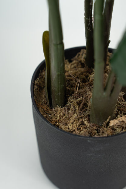Planta Alocasia COLOR UNICO image number null