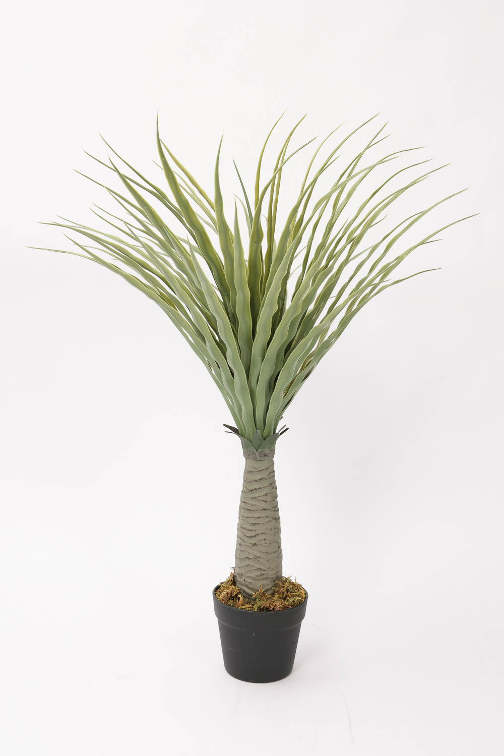 Planta Dracaena de Dragón 80cm COLOR UNICO
