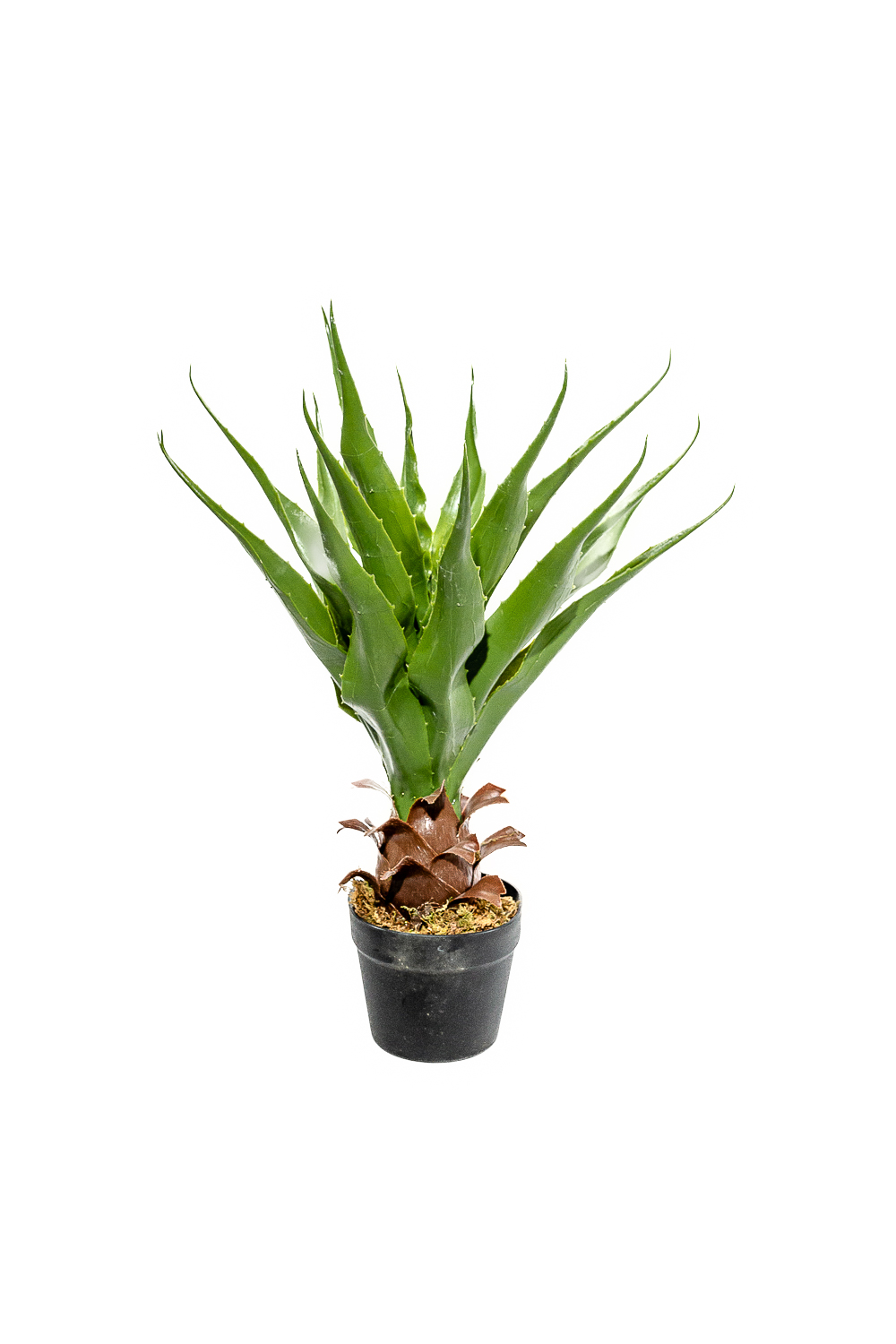 Planta Aloe 60cm COLOR UNICO